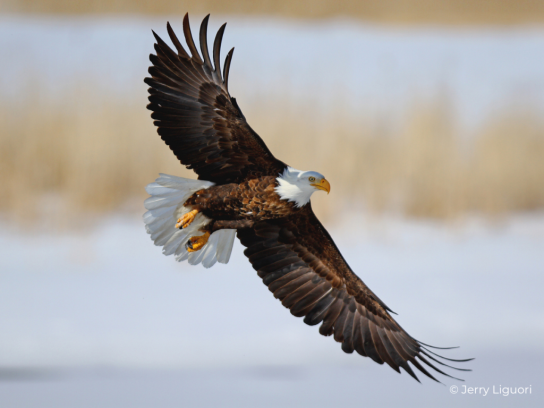 Here are three valuable leadership lessons to learn from the eagle